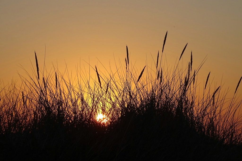 silhouette of grass during sunset